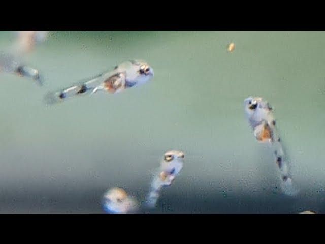 Neon Blue Acara fry feeding - feeding acara fry with baby brine shrimp (artemia) for the first time