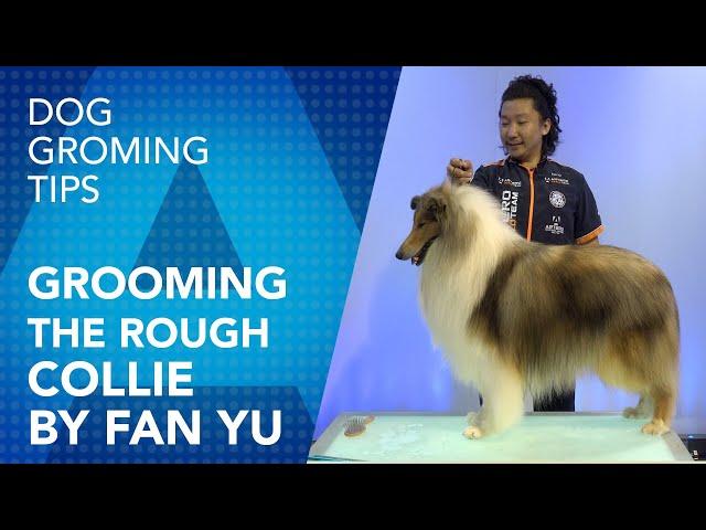 Grooming the Rough Collie By Fan Yu