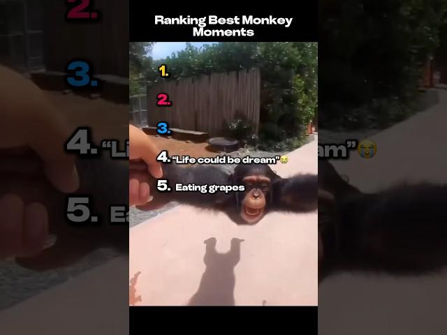 Best Monkey Moments 