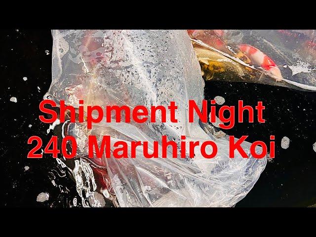 240 NEW JAPANESE KOI CARP ARRIVE AT ELITE KOI! Maruhiro Koi Farm Shipment Unboxing Video