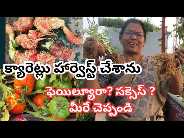 క్యారెట్లు హార్వెస్ట్ చేశాను ,ఫెయిల్యూరా ?సక్సెస్ ?మీరే చెప్పండి#@AadiLakshmiTerraceGarden #