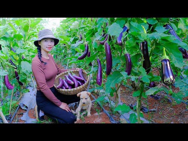 Harvesting Eggplants - Make Lanterns, Crispy Fried Eggplants & Grilled Purple Fish with Onion Grease