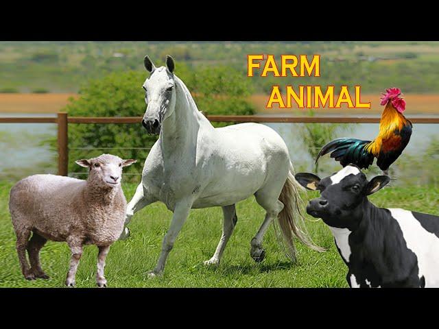 Animais da Fazenda - Nome e som dos Animais da Fazenda