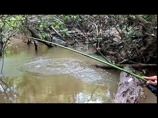 SUNGAI NYA SURUT||IKAN BESAR NYA SEMAKIN GANAS MAKAN UMPAN PANCING MAS BROO...