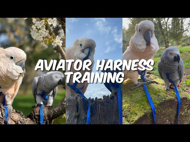 How to put Aviator Harness on! Parrots harness training!