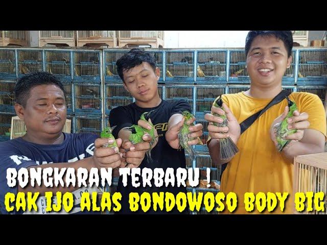 KMRN CAK IJO BANYUWANGI ! KALI INI TURUN CUCAK IJO ALAS BONDOWOSO, BODY SUPER2