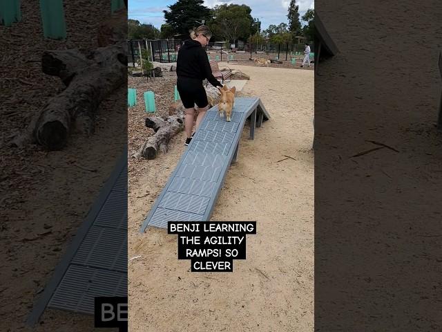 Check out more Benji content on my latest vlog! #corgisofyoutube #dogtraining #pets #corgi
