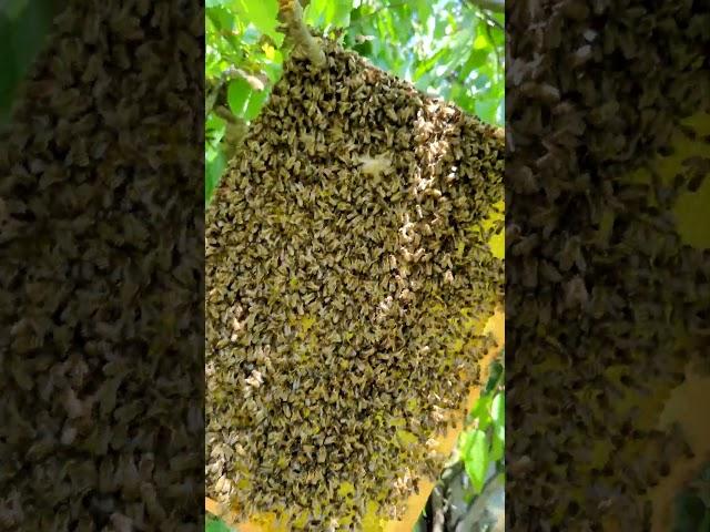 Как посадить рой в середине Мая  #пчеловодство #bee #весна