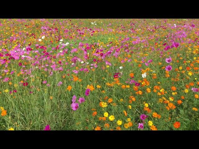 Wildflower Field, Georgia