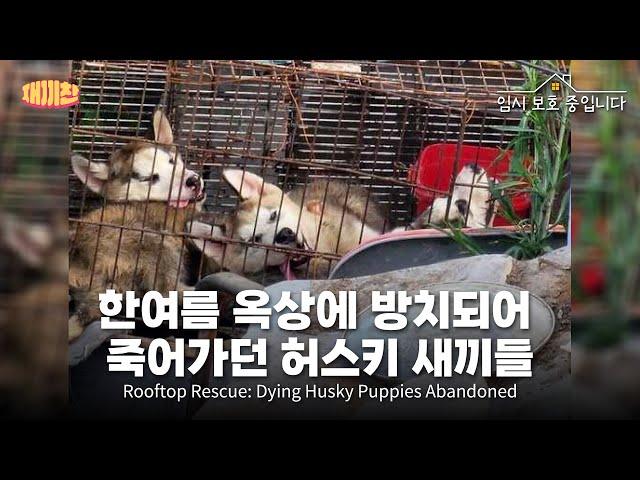 Roooftop Rescue Dying Husky puppies Abandoned