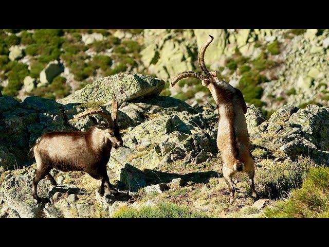 Wild Icons of Iberia - Trailer 2023