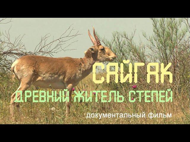 Nature of Russia. Steppes of Kalmykia. Saiga. Reserve "Black Lands".