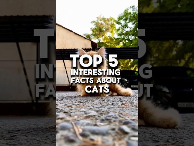 Top 5 interesting facts about cats #facts #animals #cat