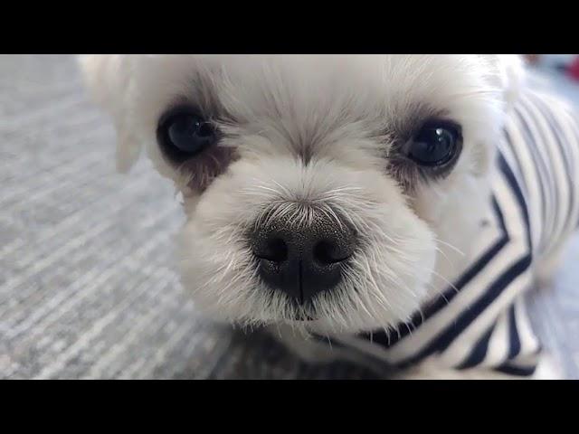 The life of a puppy that lives in a company for the rest of his life.