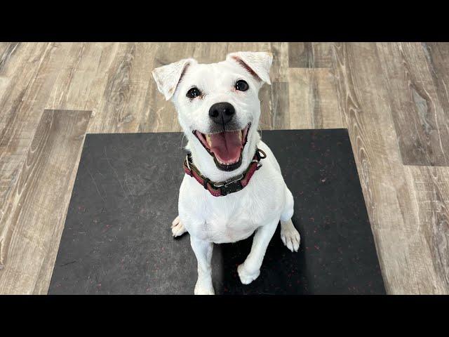 Flurry’s first week of obedience training (Week 1) - K9one Dog Training