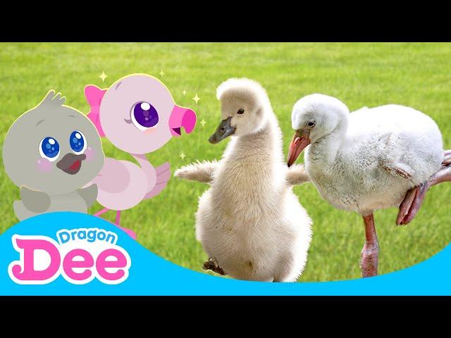 I Want to Glow Up!  | REAL Baby Swan & Flamingo Song | Learn Animals  | Dragon Dee Kids Songs