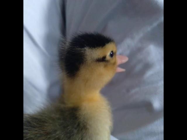 /BABY DUCK SOUND EFFECTS/