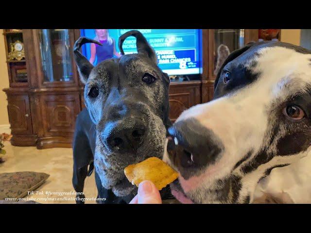 Polite Great Danes Share A Taste Of Toasted Ravioli - Sharing Is Caring