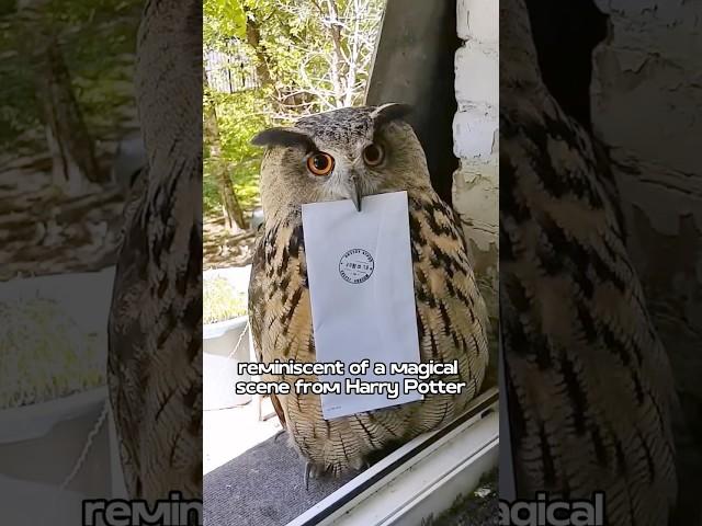 Is this owl from a magic school. #animals #cute #owl #love #funny