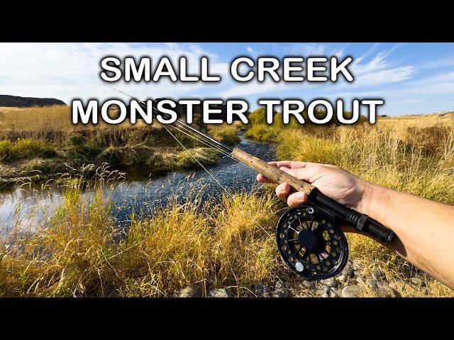 Small Creek, LOADED with Huge Trout and no one fishes it!?