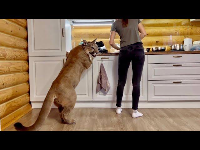 The hungriest puma in the world! Puma Messi can barely cope with emotions and asks Masha for dinner