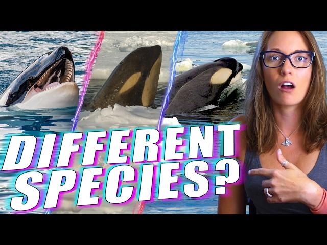 Radically Different Types of Orcas Revealed by a Marine Biologist