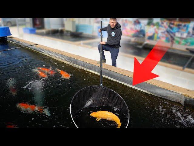 Welcome To The LARGEST Koi Fish Farm In The USA!