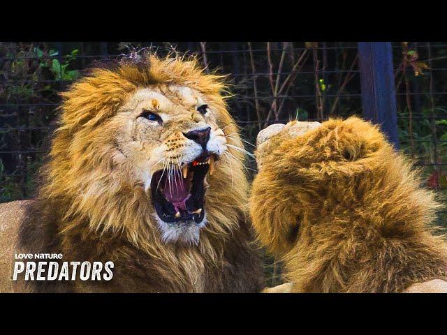 Africa's Killer Cats: Lions, Leopards and Cheetahs | Wildlife Icons 101