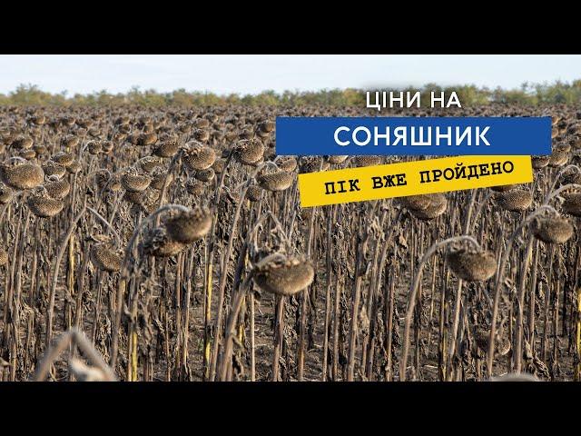 Чому соняшник дешевшатиме? Коли краще його продавати?