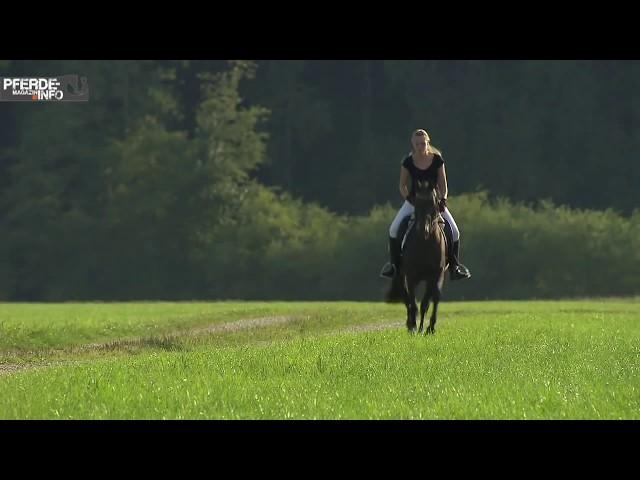 Das deutsche Reitpony im Portrait (www.pferde-magazin.info)