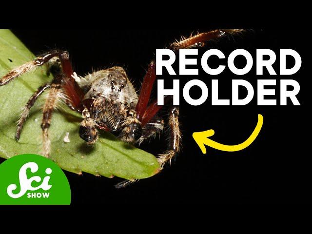 8 Incredibly Brilliant Spiders