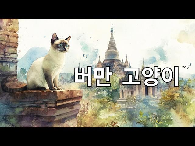 버만 고양이: 역사, 특성 및 관리 팁 - Birman Cats - Korean