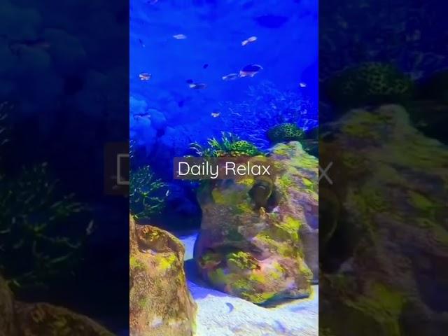 Daily Relax | Aquarium Haven #argamon #am