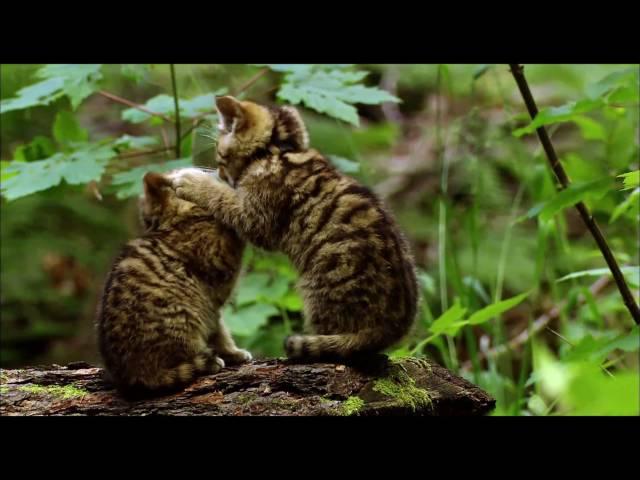 Der Harz: Wildkatzen (HD)