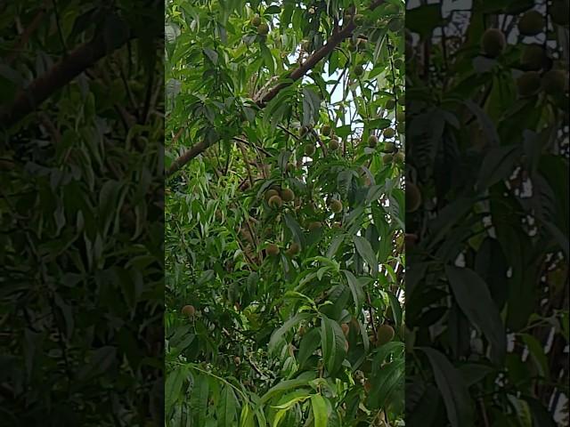 season of peaches #nature #fruits #love