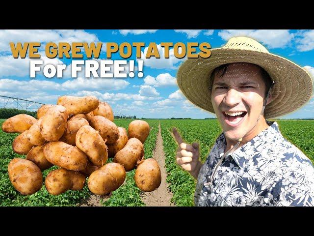 Growing Potatoes for FREE vs $10 Dollars! THE RESULTS ARE IN