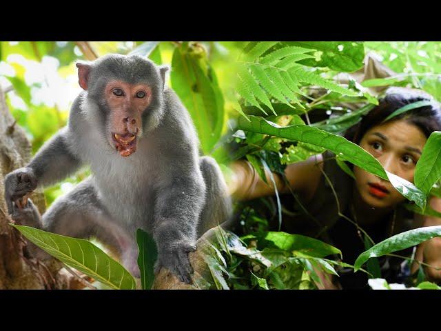Lost in the Wild Monkey Forest - Detected Monkey Was Attacked and Hurt his Mouth/ Part 1