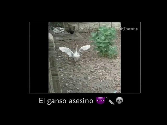 el ganso asesino 