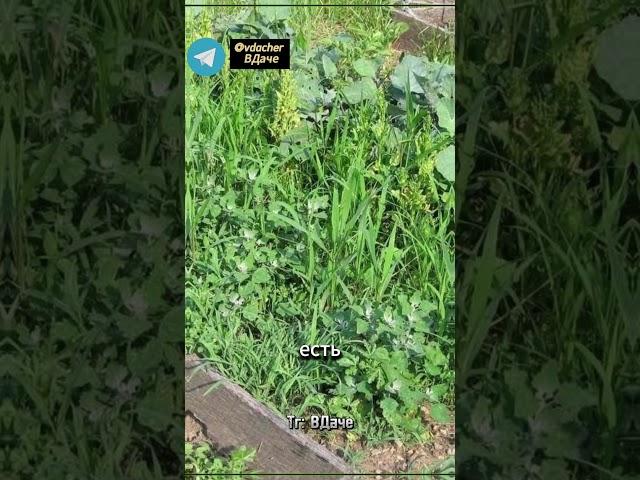 Избавление от сорняков с помощью этого средства #дача #огород #сад