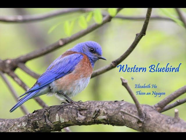 Western Bluebird Parents Feeding their Chicks (Birding17)