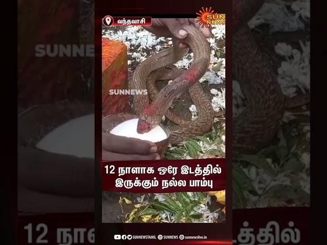 வந்தவாசியில் 12 நாளாக ஒரே இடத்தில் இருக்கும் நல்ல பாம்பு | Vandavasi | Sun News