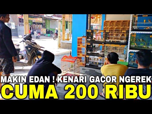 ANJLOK PARAH ! CUMA 200 RIBU SUDAH DAPAT KENARI GACOR NGEREK BONUS MATERI ISIAN DAN CENGKOK MEWAH