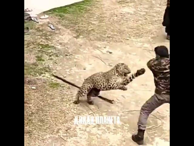 дикие планета