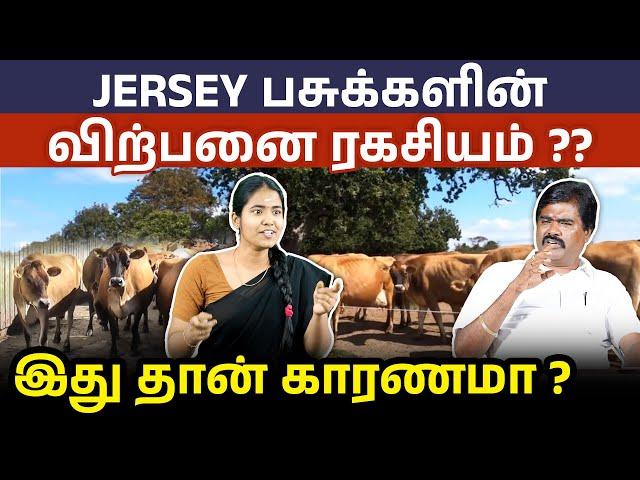 ஜெர்ஸி மாட்டு விற்பனையில் இவ்ளோ லாபமா இருக்கா? | Jersey Cow Farming Ideas in Tamil