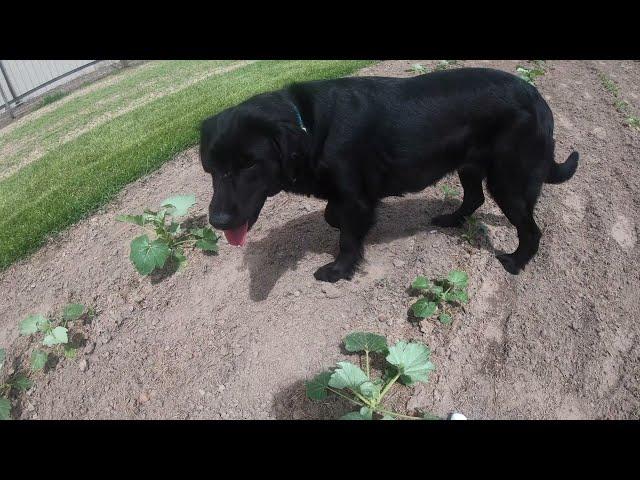 TREATING WHITEFLIES IN THE FALL