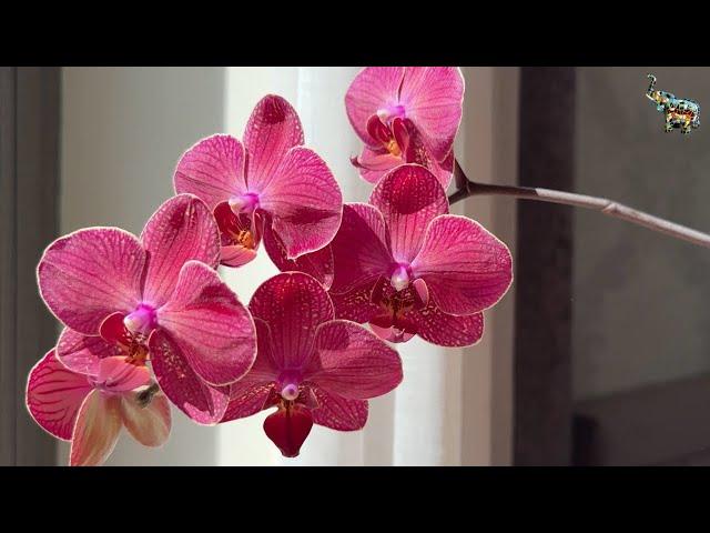 Приглашаю в Telegram ️ РАЗЫГРАЕМ ОРХИДЕЙКУ там !!! #phal #orchid