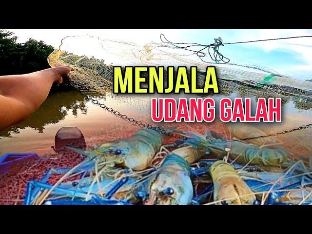 Menjala Udang Galah