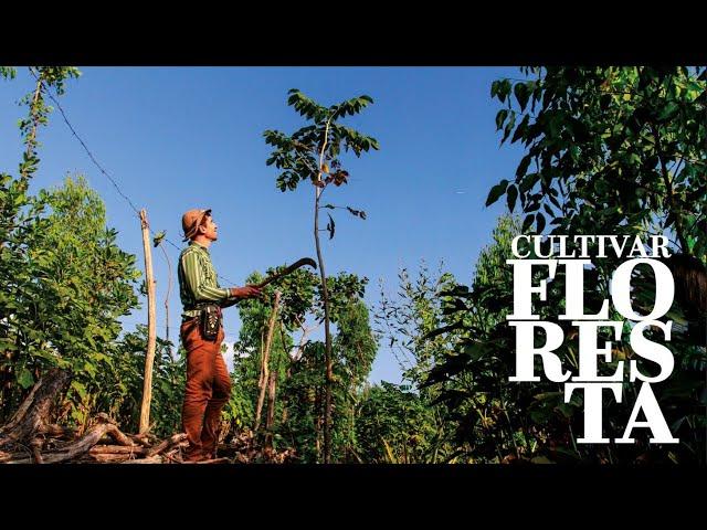 REVISTA PLENÁRIO ALECE | SISTEMAS AGROFLORESTAIS NO CEARÁ