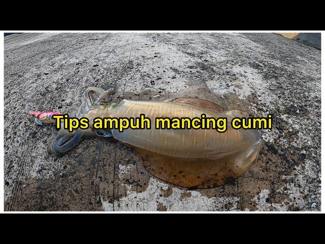 Macing cumi  || tips ampuh mancing cumi