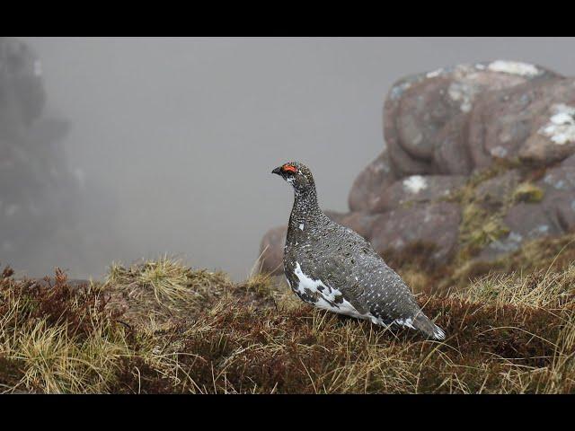 The Shooting Show - searching for ptarmigan in Glen Etive